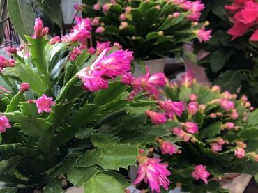 入荷しました！｜「フローリスト　カトレア」　（茨城県水戸市の花キューピット加盟店 花屋）のブログ