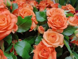 肌寒いな……｜「フローリスト　カトレア」　（茨城県水戸市の花キューピット加盟店 花屋）のブログ