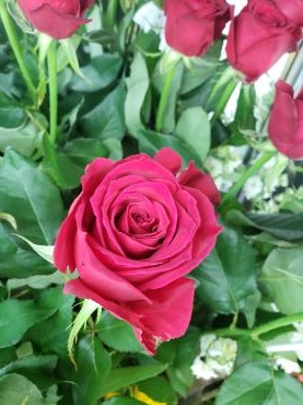 綺麗な花にはトゲがある 花屋ブログ 茨城県水戸市の花屋 フローリスト カトレアにフラワーギフトはお任せください 当店は 安心と信頼の花キューピット加盟店です 花キューピットタウン