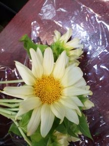 白いヒマワリ｜「フローリスト　カトレア」　（茨城県水戸市の花キューピット加盟店 花屋）のブログ