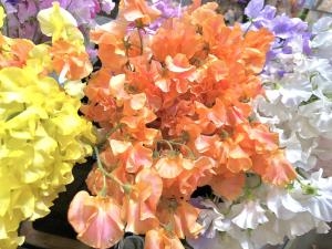 凄い香り｜「フローリスト　カトレア」　（茨城県水戸市の花キューピット加盟店 花屋）のブログ