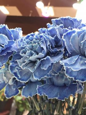 青い花！｜「フローリスト　カトレア」　（茨城県水戸市の花キューピット加盟店 花屋）のブログ