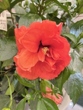 八重咲きなんです( *´艸｀)｜「フローリスト　カトレア」　（茨城県水戸市の花キューピット加盟店 花屋）のブログ