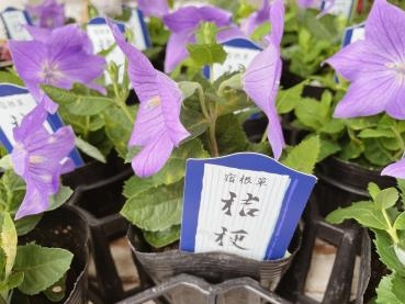 涼しげな紫｜「フローリスト　カトレア」　（茨城県水戸市の花キューピット加盟店 花屋）のブログ
