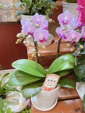 ミニのピンク｜「フローリスト　カトレア」　（茨城県水戸市の花キューピット加盟店 花屋）のブログ
