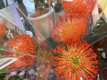 赤とオレンジ｜「フローリスト　カトレア」　（茨城県水戸市の花キューピット加盟店 花屋）のブログ