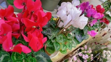 シクラメン入荷｜「フローリスト　カトレア」　（茨城県水戸市の花キューピット加盟店 花屋）のブログ
