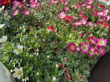 小さな花と、モサモサの葉っぱ|「フローリスト　カトレア」　（茨城県水戸市の花屋）のブログ
