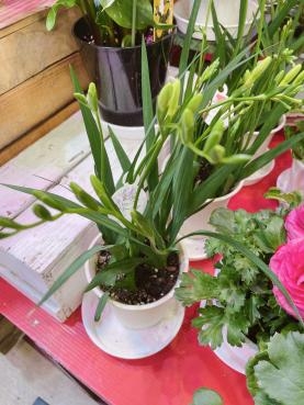 春の香り｜「フローリスト　カトレア」　（茨城県水戸市の花キューピット加盟店 花屋）のブログ