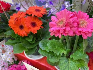 春の鉢物入荷！　｜「フローリスト　カトレア」　（茨城県水戸市の花キューピット加盟店 花屋）のブログ