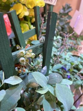 お久しぶりです｜「フローリスト　カトレア」　（茨城県水戸市の花キューピット加盟店 花屋）のブログ